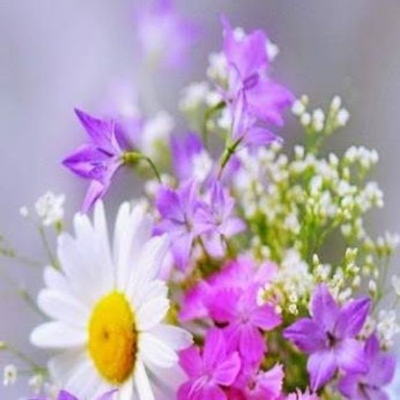 Meet your Posher, Maria t - Picture 1 of 1